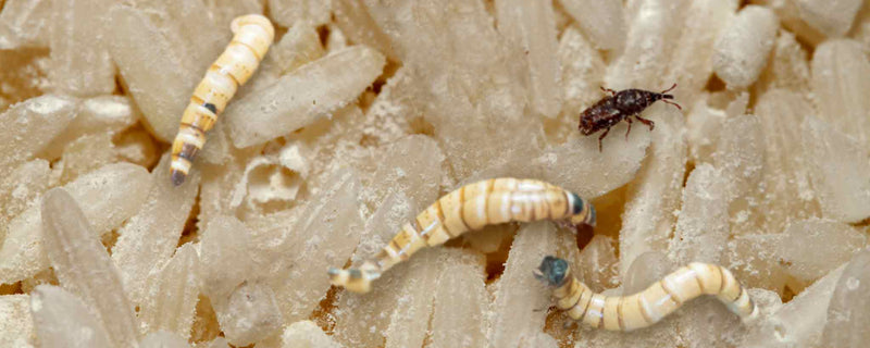 Rice with larvae