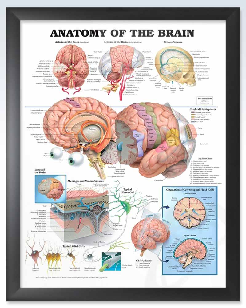 research paper on brain anatomy