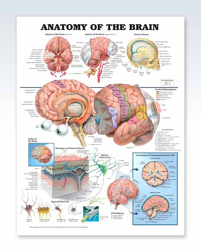 Anatomy Of The Brain Exam Room Poster Clinicalposters