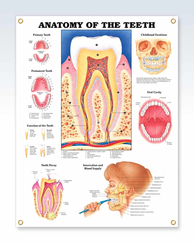 Anatomy of The Teeth Exam Room Anatamy Poster – ClinicalPosters