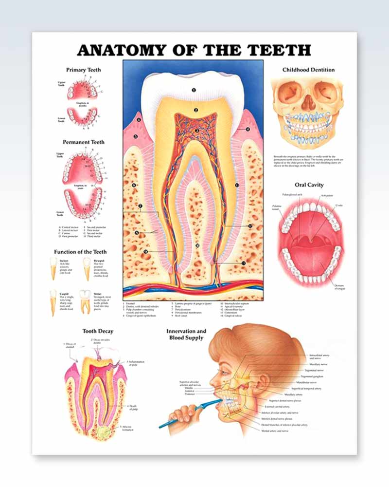 Disorders of The Teeth and Jaw Exam Room Poster – ClinicalPosters