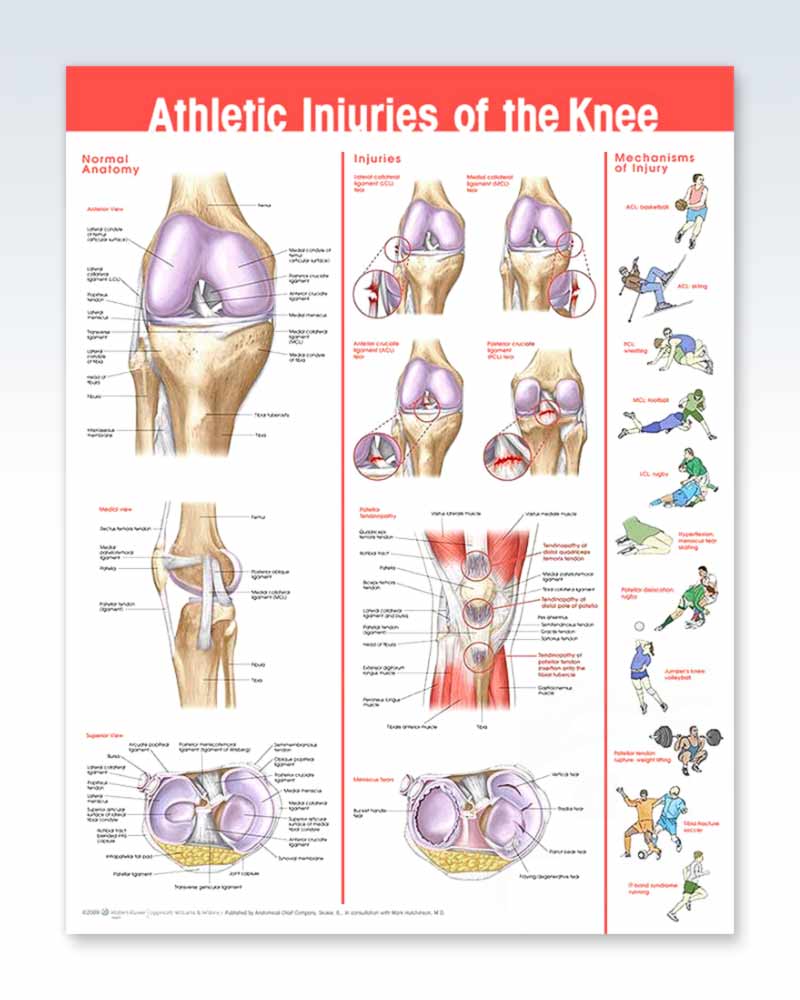 Anatomical Knee Chart