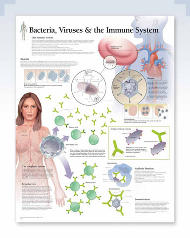 Bacteria, Viruses & the Immune System anatomy poster