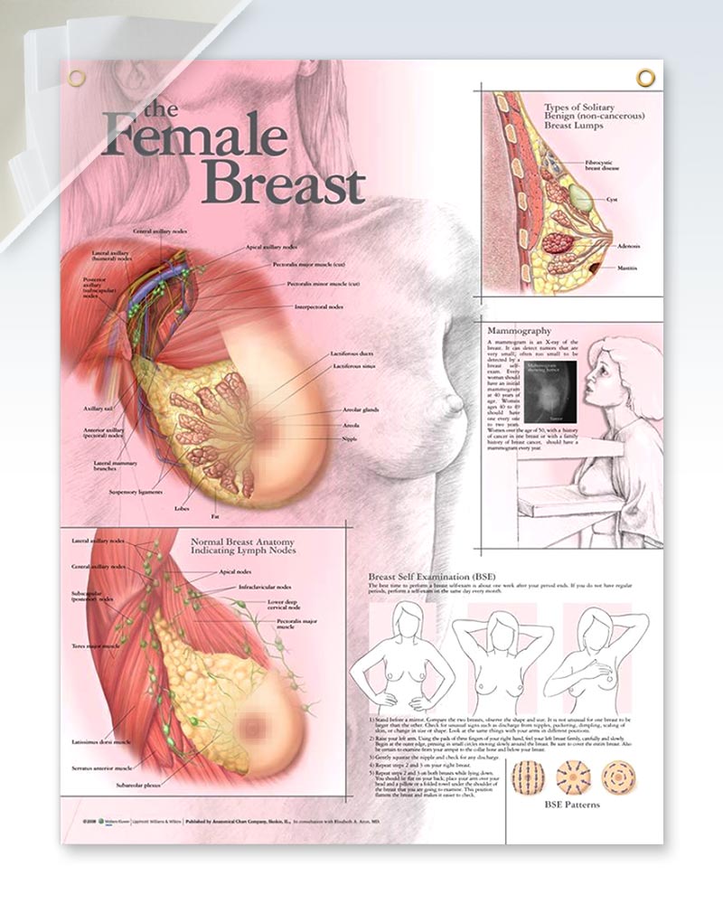 3B Scientific VR1556L Glossy Laminated Paper Female Breast Anatomy,  Pathology and Self-Examination Chart, Poster Size 20 Width x 26 Height :  : Industrial & Scientific
