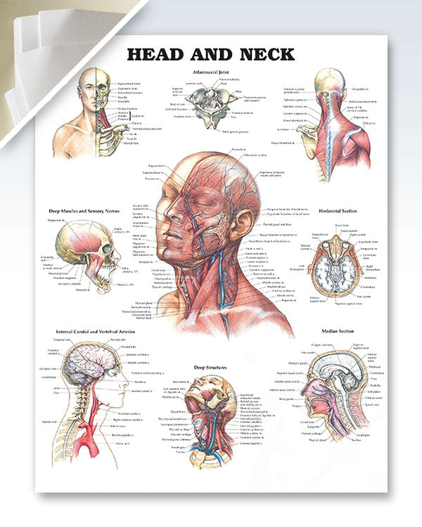 Anatomy d