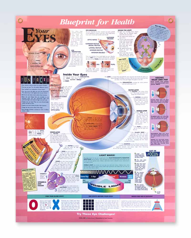 Laminated Eye Anatomy Poster – ClinicalPosters