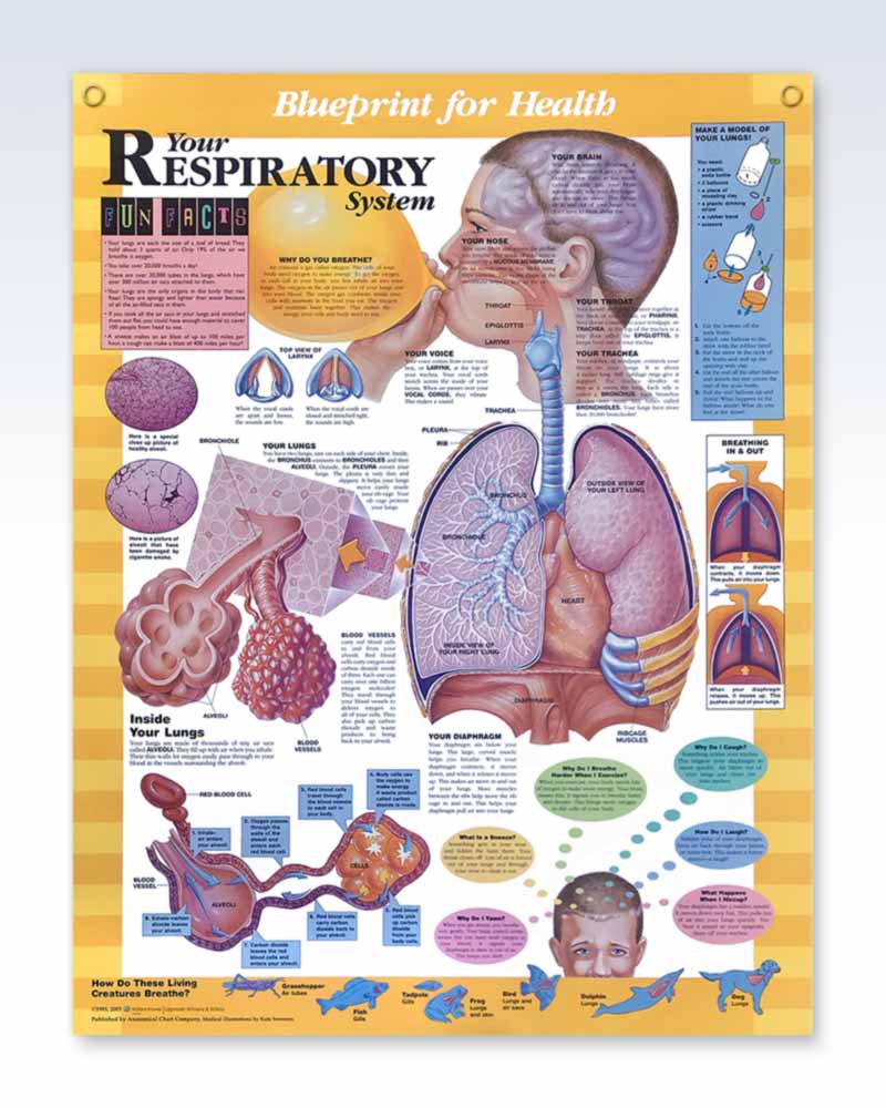 Your Respiratory System Pediatric Exam-Room Anatomy Poster ...