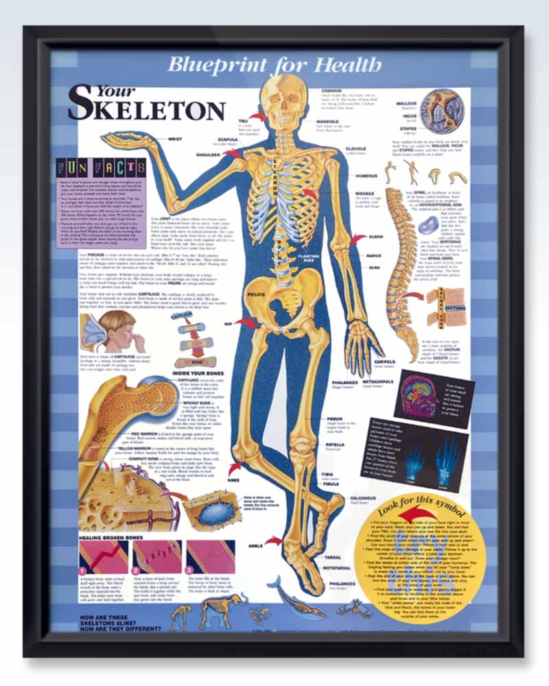 Your Skeleton Exam Room Pediatric Anatomy Posters Clinicalposters