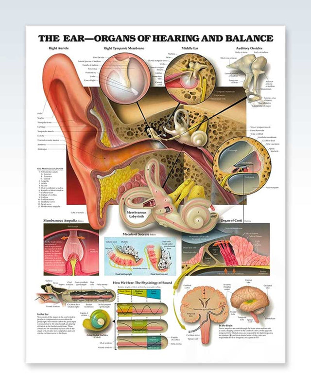 Organs of Hearing and Balance Exam Room Anatomy Poster – ClinicalPosters