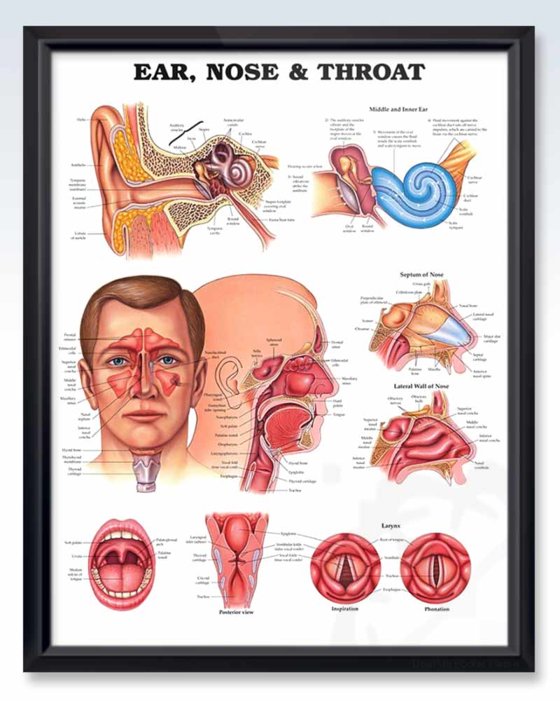 ent anatomy