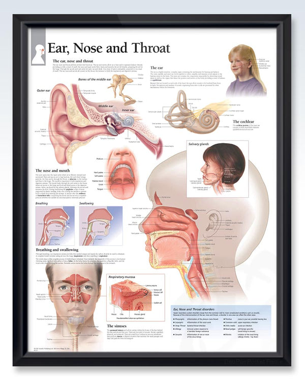 Laminated Ear Nose And Throat Anatomy Poster 