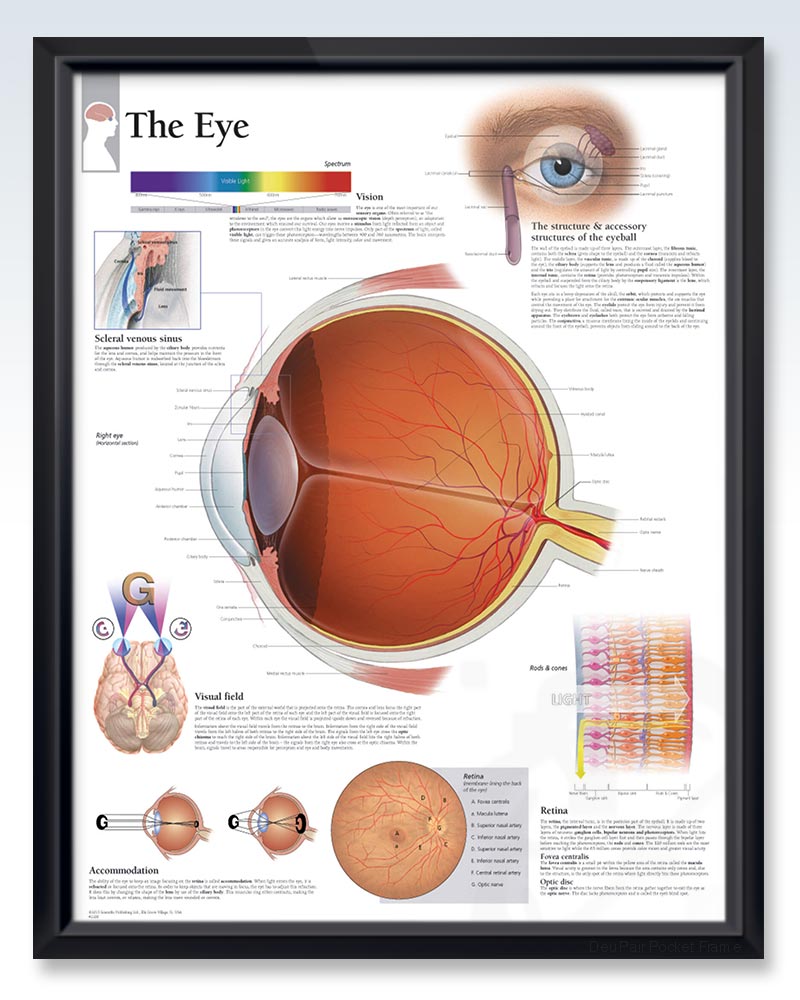 Snellen Eye Chart – ClinicalPosters