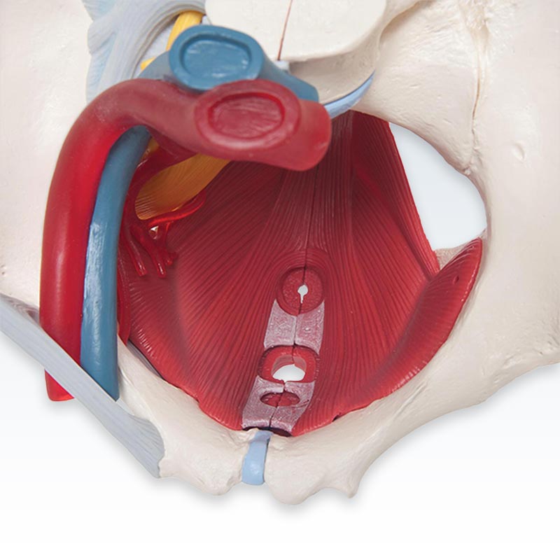 Female Pelvis with Ligaments, Vessels, Nerves, Organs Anatomical Model