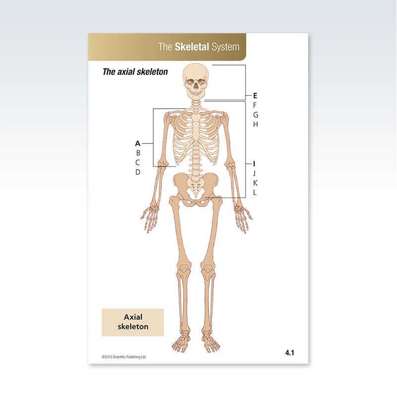 essential anatomy flashcards