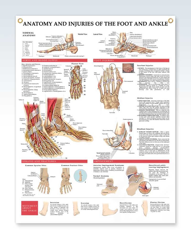 Anatomy and Injuries of the Foot and Ankle Exam Room Poster