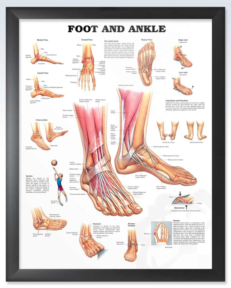 Foot and Ankle Exam Room Anatomy Poster – ClinicalPosters