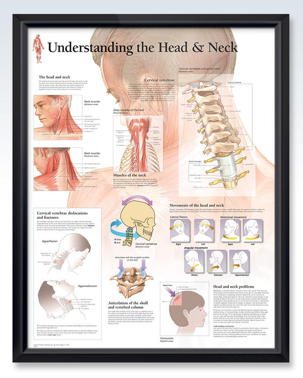 Understanding The Spine Exam Room Anatomy Poster Clinicalposters