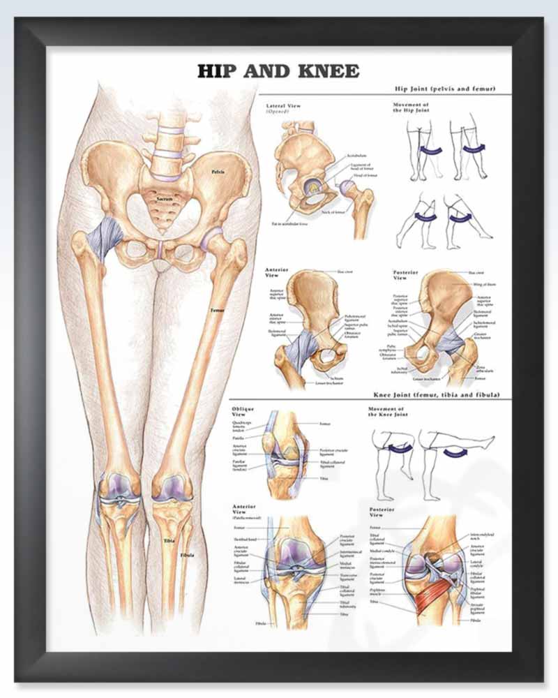 Hip And Knee Exam Room Human Anatomy Poster Clinicalposters