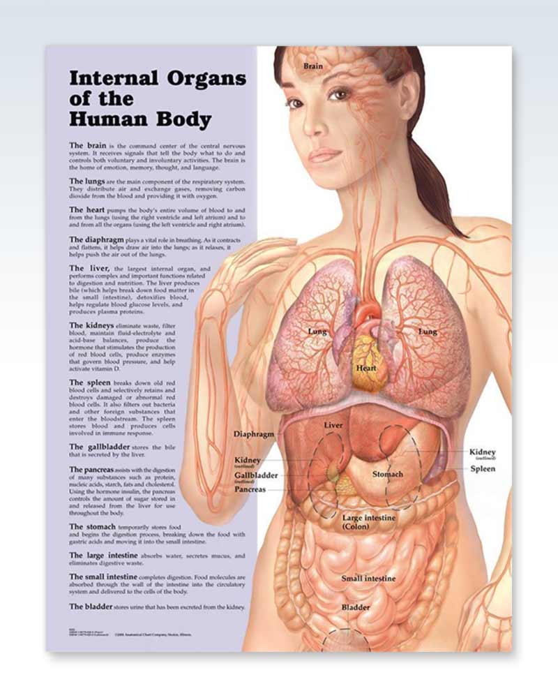 Internal Organs Exam Room Anatomy Poster - ClinicalPosters