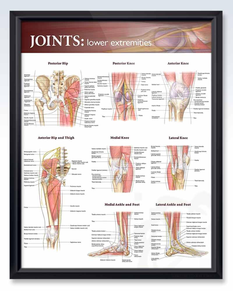 Joints Lower Extremities Exam Room Anatomy Poster Clinicalposters