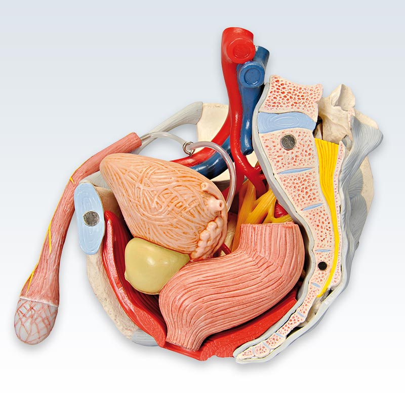 Male 7 Part Pelvis Anatomical Model Clinicalposters