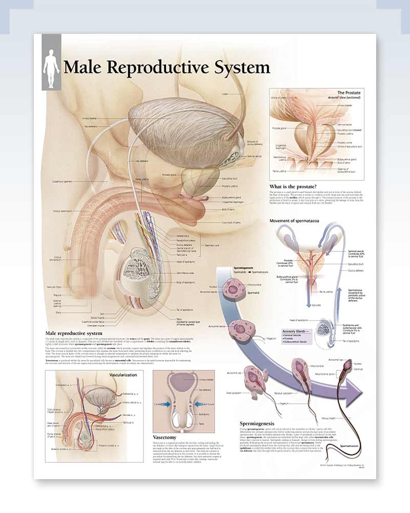 Male Reproductive System Human Anatomy Posters | ClinicalPosters