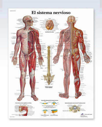 essential anatomy spanish