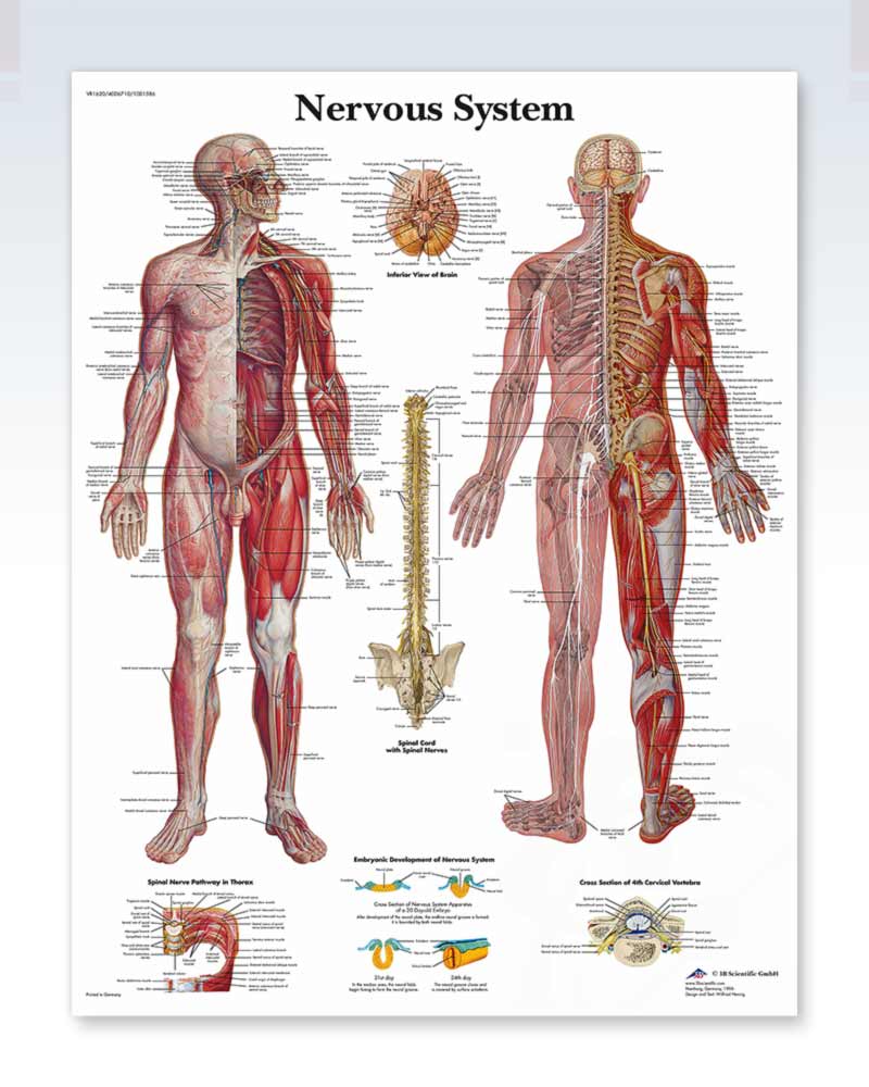 Nervous System Chart 20x26