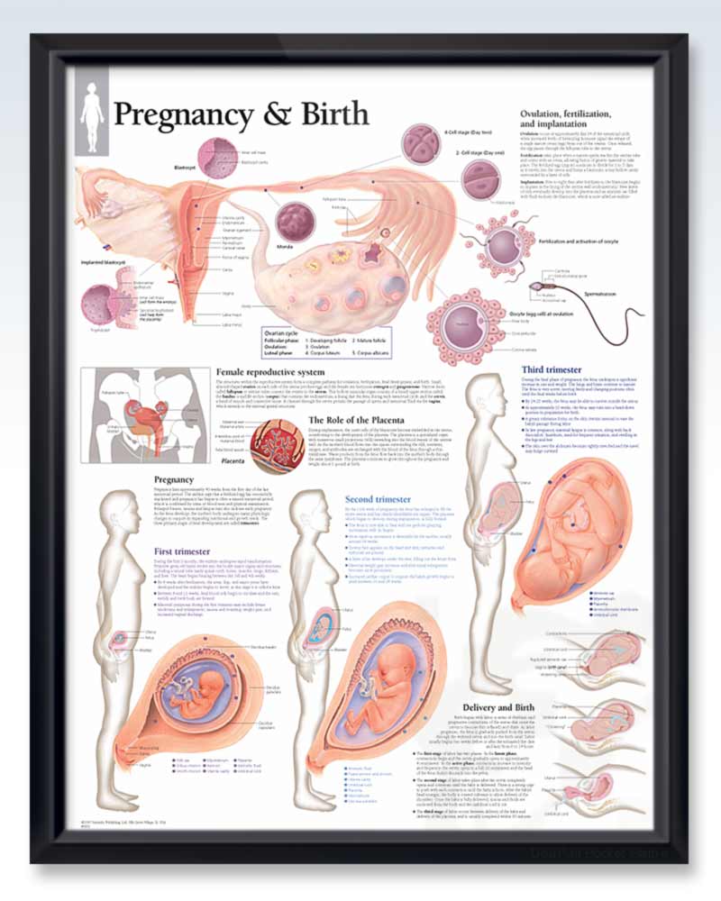 Female Breast Exam-Room Anatomy Posters