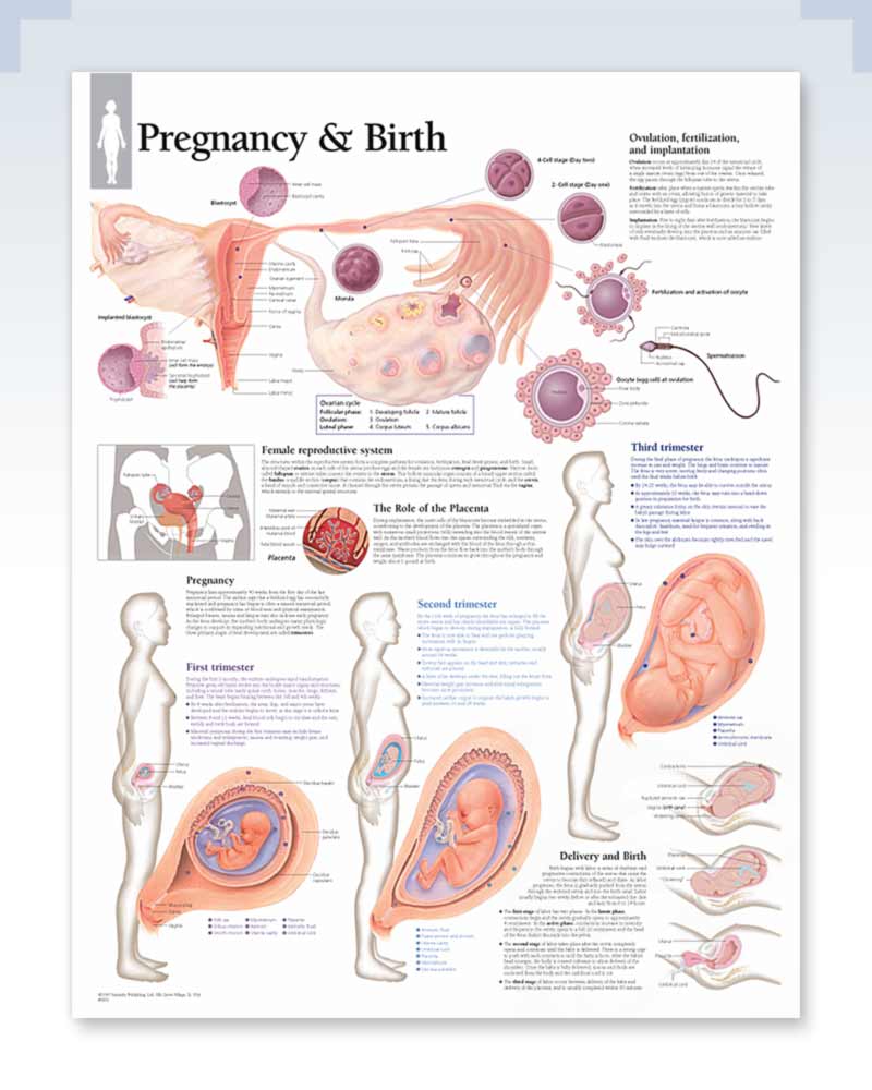 Female Reproductive Anatomy Chart