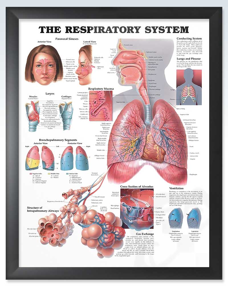 Respiratory System Exam-Room Anatomy Posters – ClinicalPosters