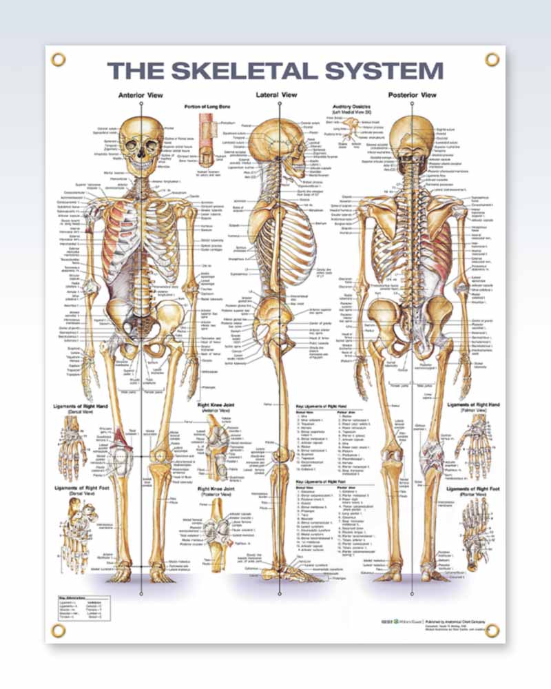 The Female Muscular System Anatomical Chart (Laminated) — Massage