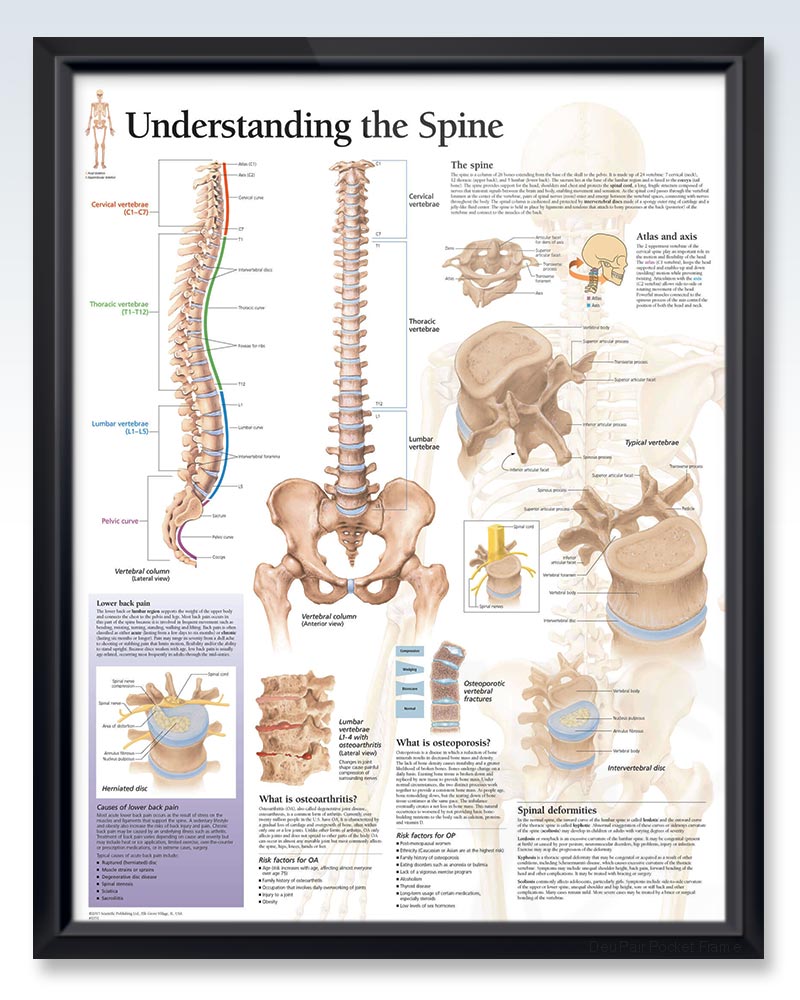 Understanding The Spine Exam Room Anatomy Poster Clinicalposters