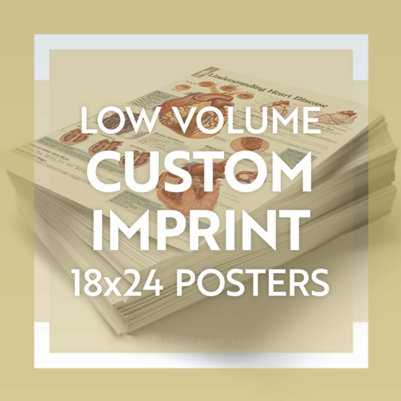 Anatomy Poster Custom Imprint and Layout 18x24