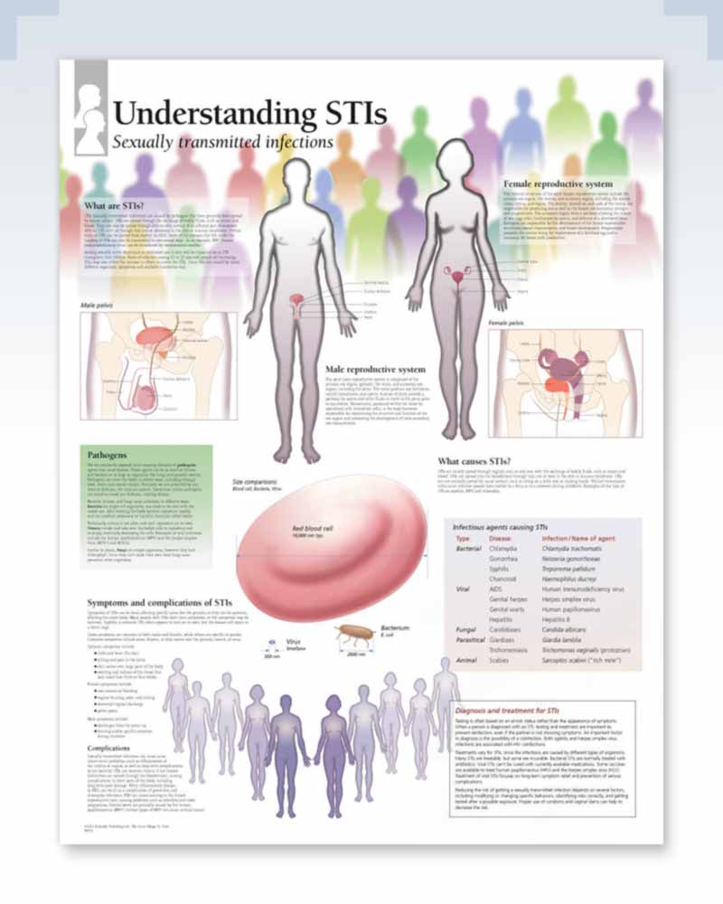 Understanding Sexually Transmitted Infections Anatomy Poster 7446