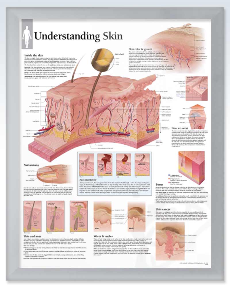 Understanding Skin Exam-Room Anatomy Posters – ClinicalPosters