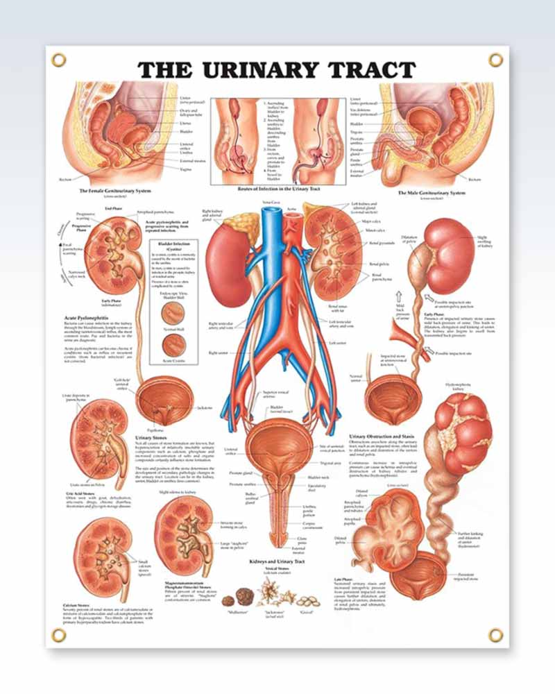poster presentation on urinary system
