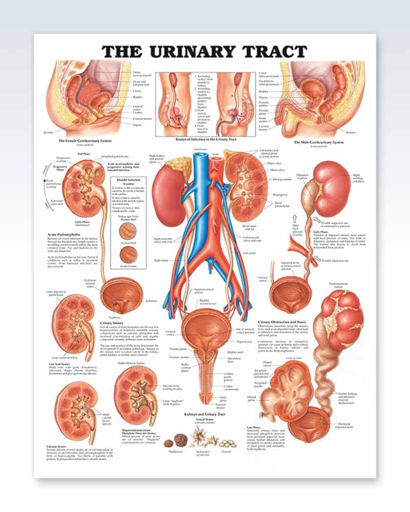 Urinary Tract Exam Room Anatomy Poster Clinicalposters 