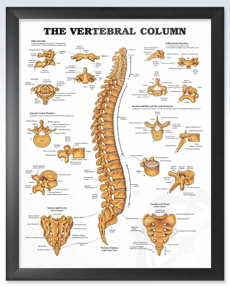 Vertebral Column Exam-Room Anatomy Poster – ClinicalPosters