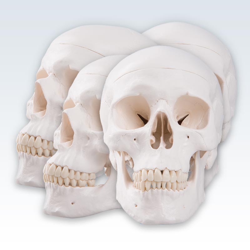 Classic 3-Part Human Skull Model