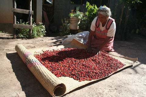 A woman dries coffee seeds on a mat in Oaxaca, Mexico.