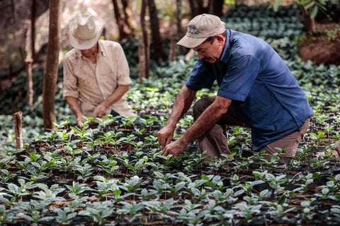 A man fertilizes a leaf rust-resistant coffee variety in El Salvador