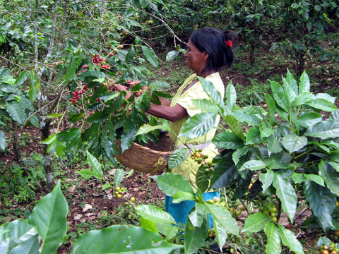 A woman picks coffee berries near San Jose, Nicaragua, 2008