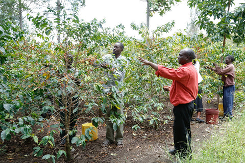 Kenyan Coffee farmer talking to workers (https://creativecommons.org/licenses/by-nc-sa/2.0/)