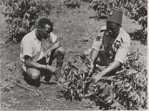 An Agricultural Department instructor shows a young man how to prune a coffee bush.