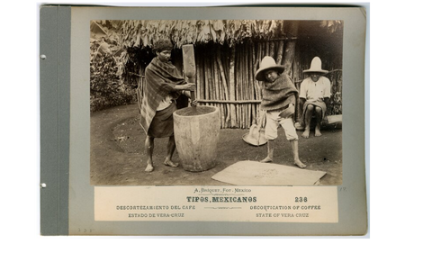 Mexican workers in Veracruz decorticating (removing husks and vegetative matter) from coffee beans, c. 1887