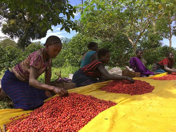 Ethiopian coffee harvest