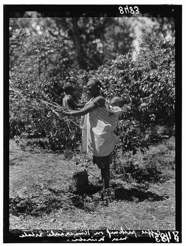 A Kenyan mother and her child working on a colonial coffee farm, c. 1936