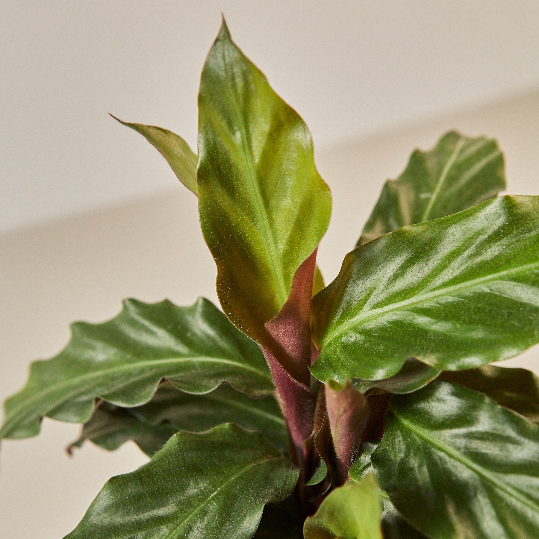 4_CALATHEA_FURRY.FEATHER_2.jpg__PID:0914fe35-24b8-427c-877f-007e1055f1df