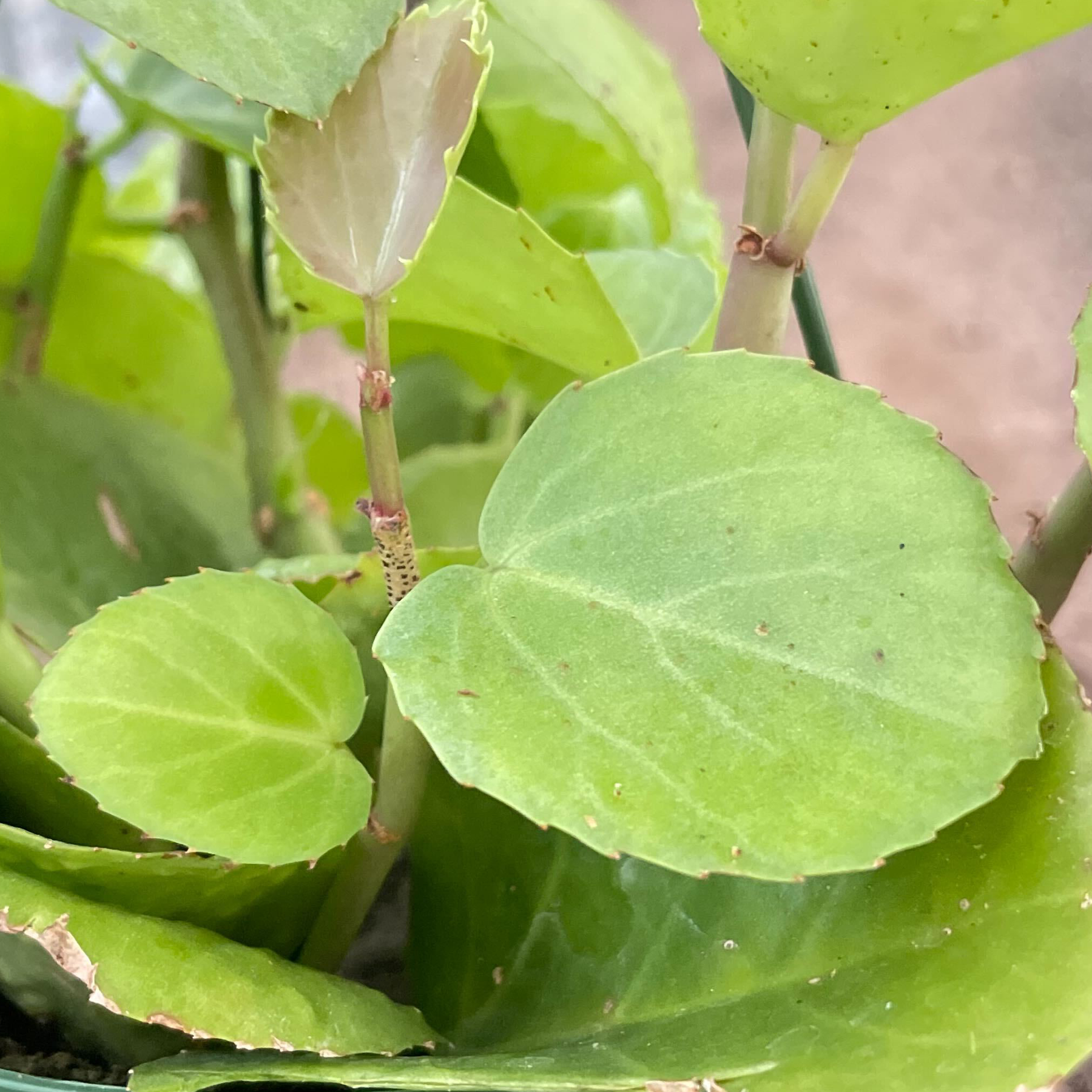 4_CISSUS_ROTUNDIFOLIA_2.png__PID:72cee6cb-0ce7-4c32-b512-2b69dc4220dc